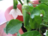 DSCF4037.webp