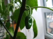 DSCF4039.webp