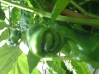 DSC00194.webp