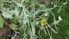 Berlandlea lyriata Vollmilch3.webp
