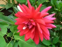 Dahlie.webp
