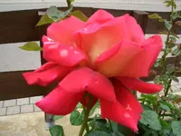 Rose.webp