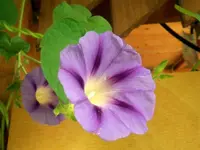 winde.webp