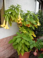 SAM_0051.webp