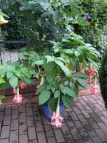 SAM_0050.webp