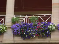 154.webp
