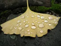 ginkgo.webp