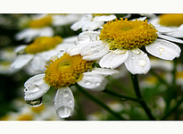 Regen-bringt-Segen-a18792688.webp