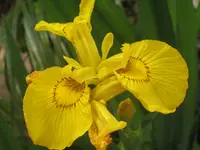 IMG_6780 Sumpfschwertlilie.webp