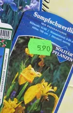 IMG_1996 Lilien u Gräser - Sumpfschwertlilie.webp