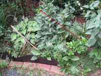 IMG_7211Stauden und Sträucher.webp