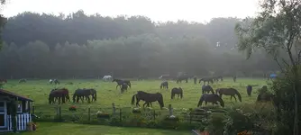 Pferde im Morgennebel.webp