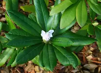 umgepflanzter Rhodi beginnt zu blühen.webp