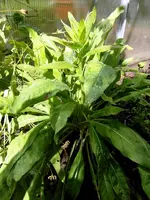SDC12129.webp