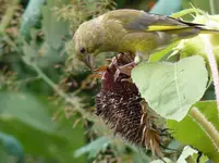 P1020391.webp
