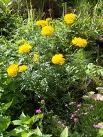SDC12132.webp