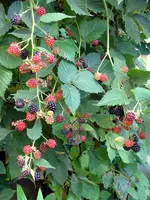 SDC12190.webp