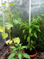 SDC12214.webp