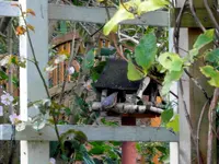 SDC12174.webp