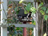 SDC12175.webp
