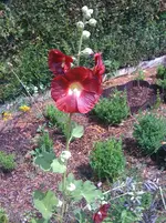 IMG_1051 Stockrose.webp