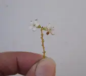 Blüte.webp
