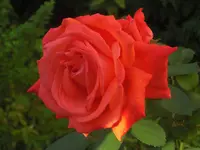 CIMG1247.webp