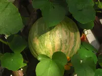 CIMG1228.webp