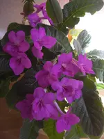 CIMG1223.webp