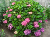 CIMG0580.webp