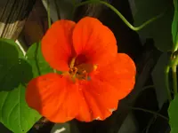 CIMG1232.webp