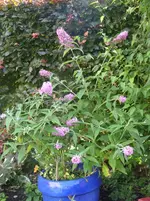 Pink delight.webp