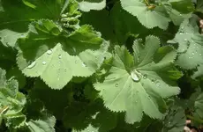 Oktober 2009 Gardenclub 110 v.webp