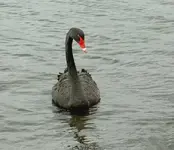 Schwan v.webp