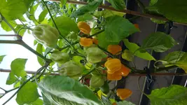 DSC00386.webp