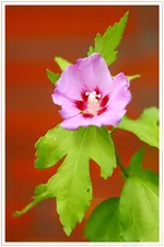 HG_Hibiskus_2009-07-24_004.webp