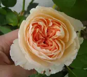 34457.webp
