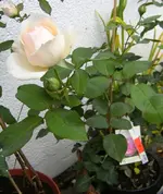 34458.webp