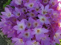IMG_2494.webp