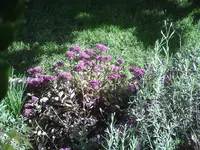 kleines Sedum.webp