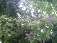 Enzianbaum.webp