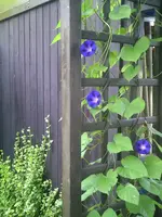 Winde.webp