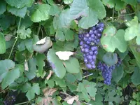 Weintrauben2.webp