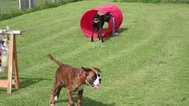 11.09.10 erster Tag Hundeschule 007.webp