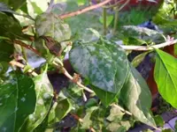 Goji1_web.webp