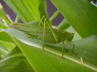Früchte 016.webp