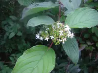 9.9.2010 018.webp