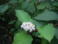 9.9.2010 016.webp