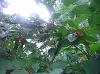 9.9.2010 011.webp