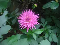 9.9.2010 009.webp